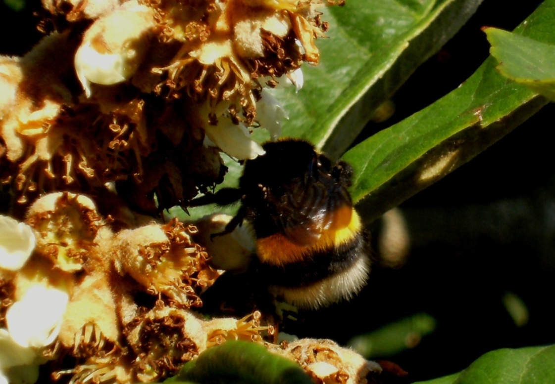 Impollinatori natalizi (Imenotteri e ditteri)